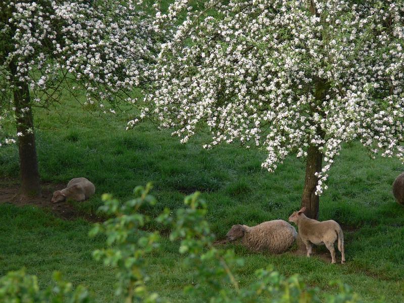 Mont Saint Michel 2010 - 244.jpg